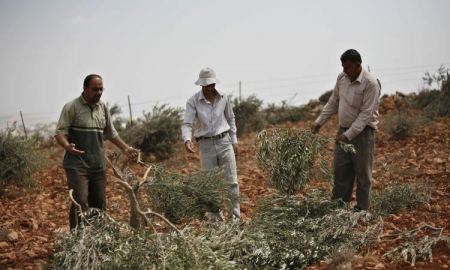 مستوطنون يقطعون أشجار ويخطون شعارت عنصرية جنوب نابلس