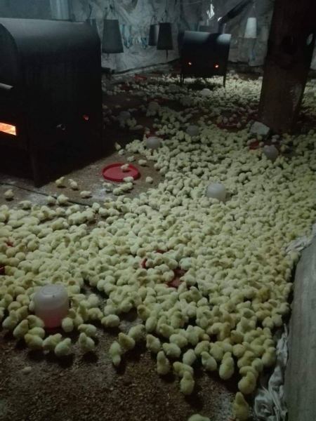 ضبط 5000 صوص لاحم مقيدة مهرب من اسرائيل في غرب جنين