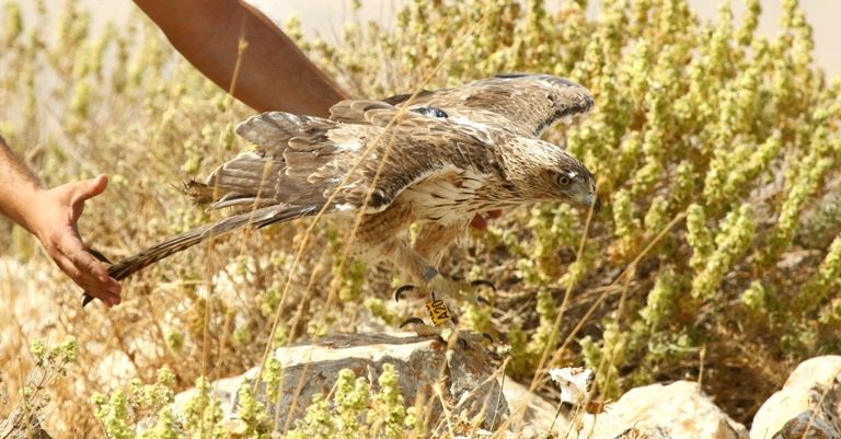  في الطبيعة الفلسطينية: جمعية 