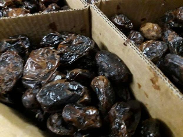 اطلاق موسم قطف التمور في أريحا