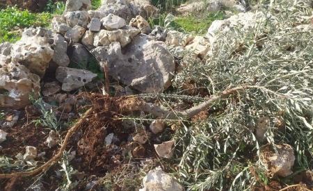 مستوطنون يقتلعون 450 شجرة بين ترمسعيا والمغير شمال رام الله
