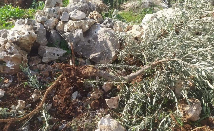 مستوطنون يقتلعون 450 شجرة بين ترمسعيا والمغير شمال رام الله