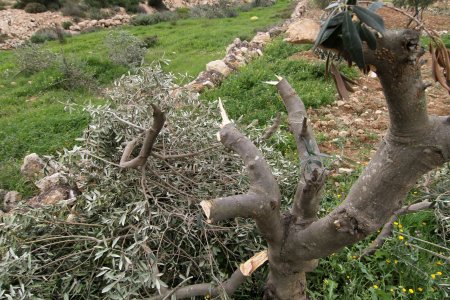 مستوطنون يقطعون 70 شجرة زيتون جنوب نابلس