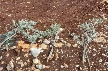 مستوطنون يقتلعون 40 شتلة زيتون جنوب بيت لحم