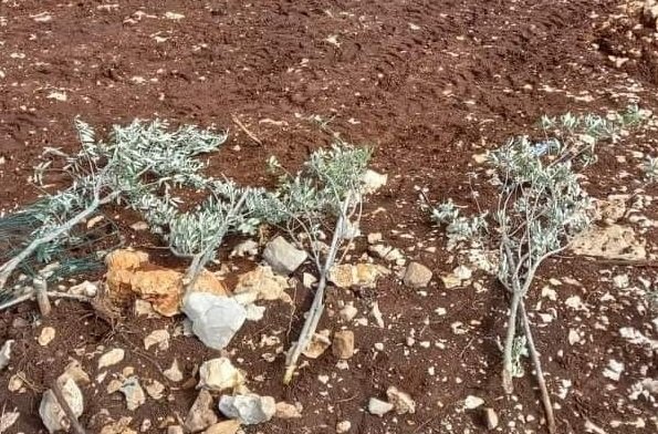 مستوطنون يقتلعون 40 شتلة زيتون جنوب بيت لحم