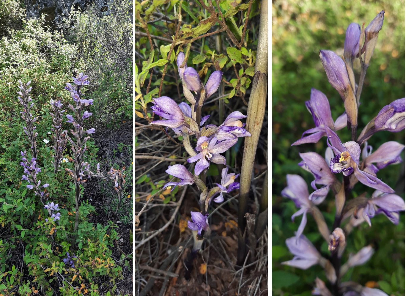أوركيد ليمودور البنفسجي في غابات دير كريمزان