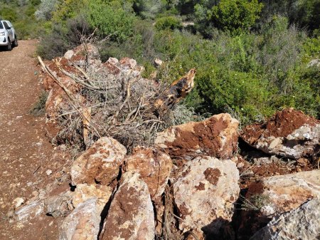 مستعمرون يقتلعون مئات أشجار الزيتون ويجرفون نحو 2000 دونم في أم صفا شمال غرب رام الله