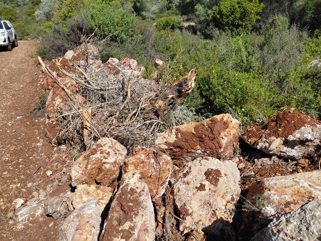 مستعمرون يقتلعون مئات أشجار الزيتون ويجرفون نحو 2000 دونم في أم صفا شمال غرب رام الله