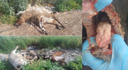 خبير بيئي يحذّر من كارثة وبائية في جنين بعد إلقاء نفوق المواشي المصابة بالحمى القلاعية بالوديان