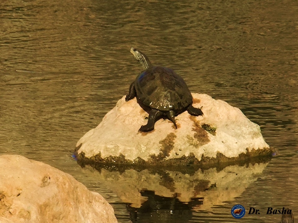 سلحفاة المستنقعات في واد قانا