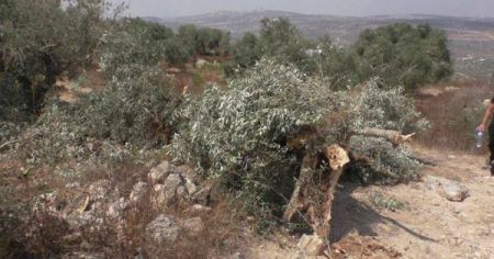 الاحتلال يغلق طريقا زراعيا غرب سلفيت ويعتقل شابا من جنين