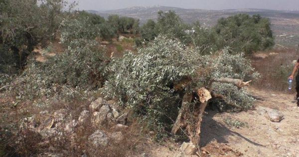الاحتلال يغلق طريقا زراعيا غرب سلفيت ويعتقل شابا من جنين