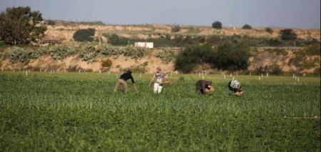 الاحتلال يستهدف المزارعين والصيادين وسط وجنوب القطاع