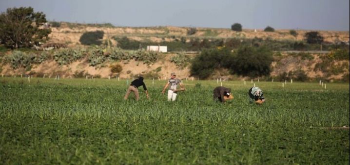 الاحتلال يستهدف المزارعين والصيادين وسط وجنوب القطاع