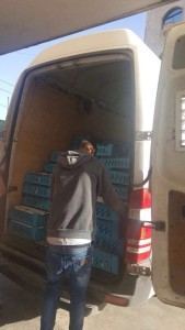 الضابطة الجمركية تضبط 13 ألف صوص مصاب بمرض “المايكوبلازما”