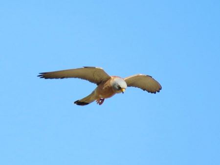 العويسق يحلق في الجبال الشرقية لمحافظة جنين