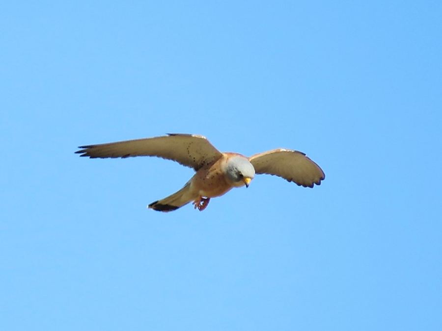 العويسق يحلق في الجبال الشرقية لمحافظة جنين