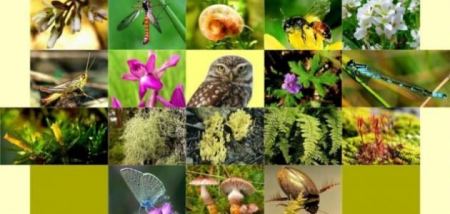 "التعليم البيئي": اليوم العالمي للتنوع الحيوي محطة لمراجعة توجهاتنا الخضراء