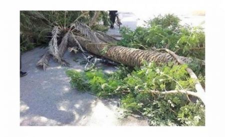 جنين: وفاة مواطن سقطت عليه شجرة اثناء عمله