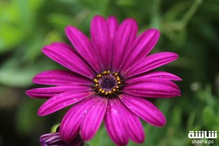 الاحوال الجوية حتى الاحد المقبل