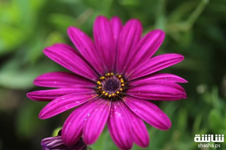 الاحوال الجوية حتى الاحد المقبل