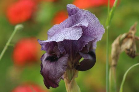 انتخاب مجلس إدارة جديد للحركة العالمية للدفاع عن الأطفال