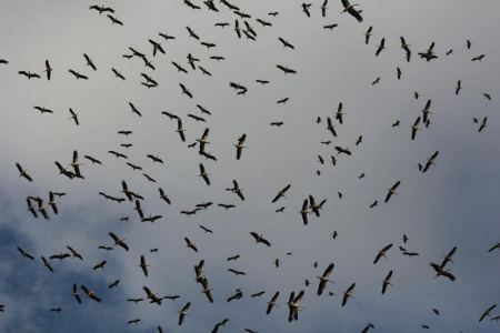 مرج صانور محطة هامة في هجرة الطيور