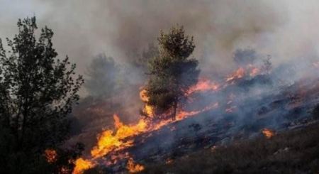  الاحتلال يتسبب باحتراق 120 شجرة زيتون جنوب غرب جنين
