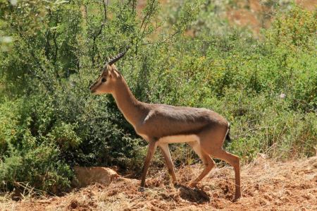  سلطة جودة البيئة: غزال الجبل الفلسطيني من القفص إلى الطبيعة في رام الله