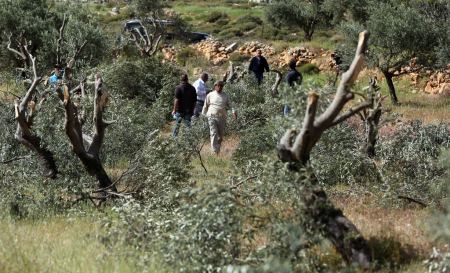 مستوطنون يدمرون مئات أشتال الزيتون ومحاصيل زراعية في بلدة الخضر جنوب بيت لحم