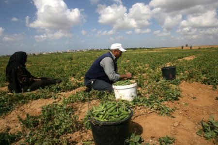 القطاع الزراعي بشبكة المنظمات الأهلية يُحذّر من تداعيات تعليق برنامج الغذاء العالمي للمساعدات الغذائية