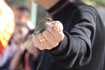 "التعليم البيئي" و"جودة البيئة" يطلقان أسبوع الطيور الخامس والعشرين