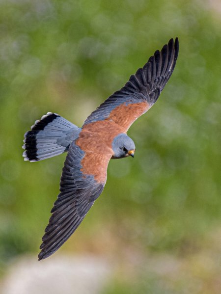 "التعليم البيئي" يصدر ورقة ليوم الطيور المهاجرة العالمي