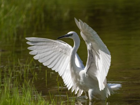 "التعليم البيئي" يصدر ورقة حقائق لليوم العالمي التنوع الحيوي 