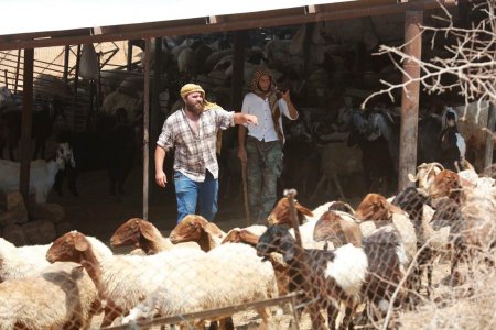 مستعمرون يسرقون 80 رأس غنم في كفر مالك شرق رام الله
