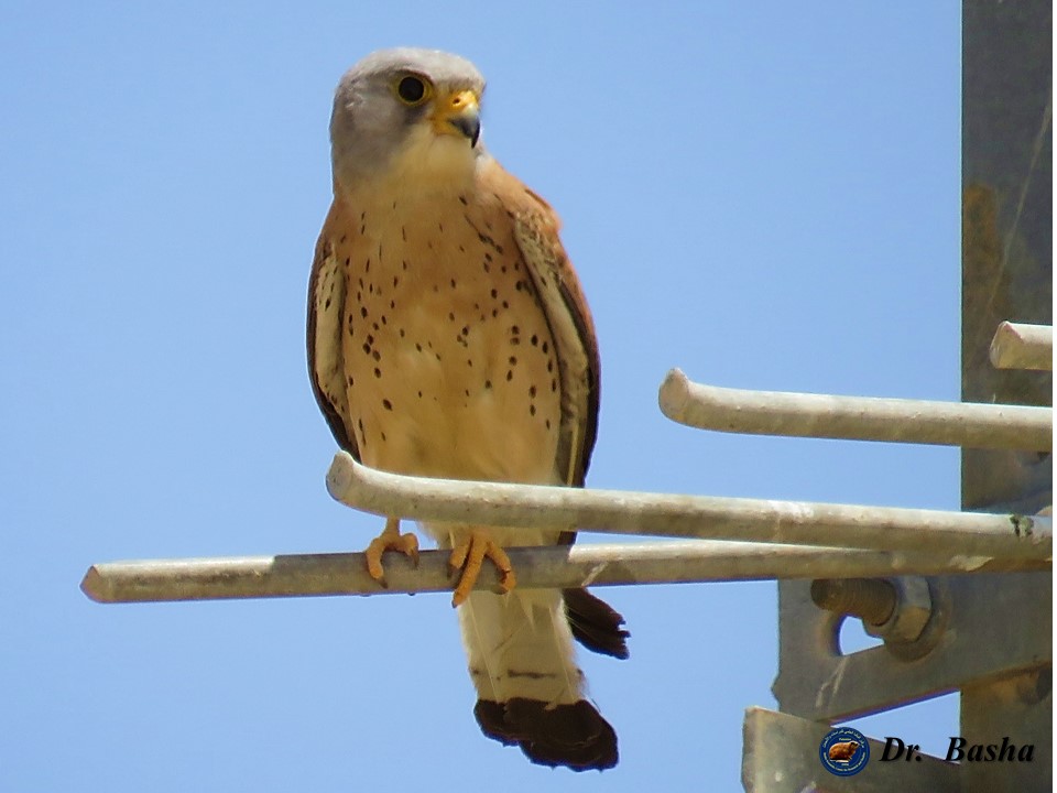 توثيق طائر العويسق في مرج ابن عامر