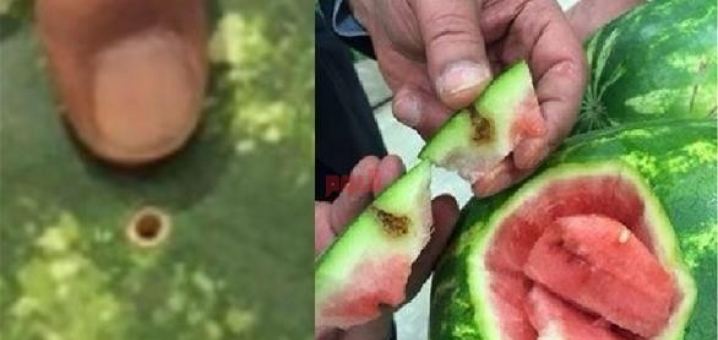 ضبط 114 صندوق بطيخ مهربة من 