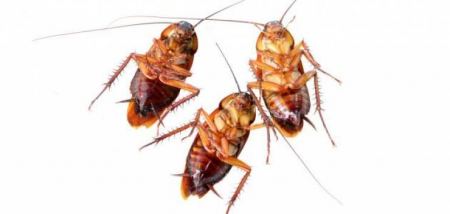 غرائب : الصراصير المقرمشة بديل اللحوم بمطاعم هذه البلد ... !