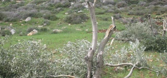 الاحتلال يقتلع عشرات أشجار الزيتون شرق قلقيلية
