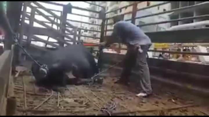 إغلاق ملحمة بسبب عملية ذبح 
