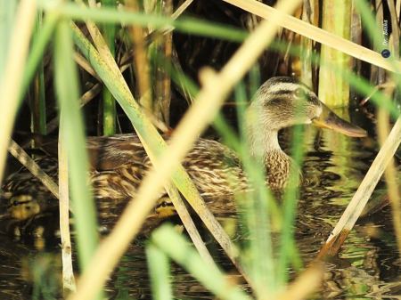 البط البري (الخضيري) يتكاثر في وادي المقطع في جنين