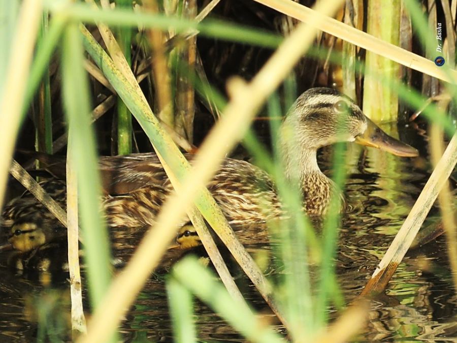 البط البري (الخضيري) يتكاثر في وادي المقطع في جنين