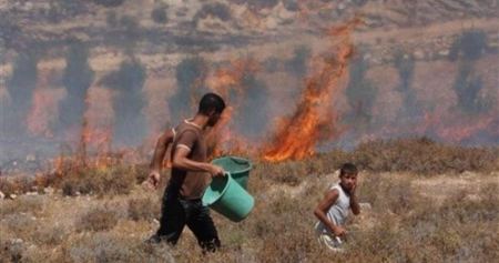 مستوطنون يحرقون أراض واسعة مزروعة بالزيتون في بورين