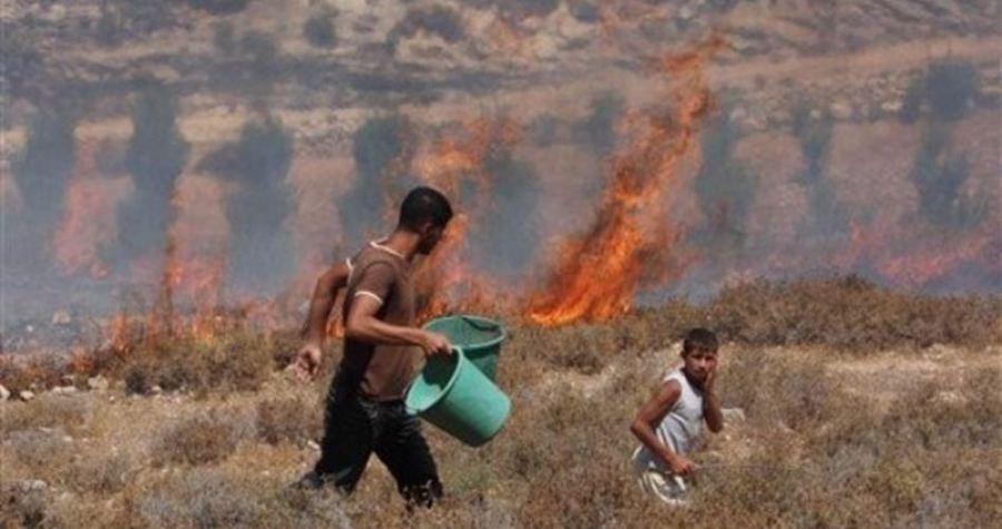 مستوطنون يحرقون أراض واسعة مزروعة بالزيتون في بورين