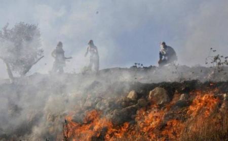 جنين : احتراق 30 شجرة زيتون