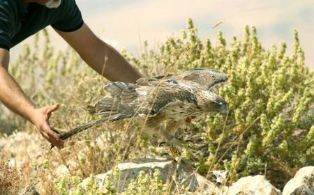  عام من الحرية: المُراقبَة بالأقمار الصناعية لطائر "عقاب بُونليَه" المهدد بالانقراض