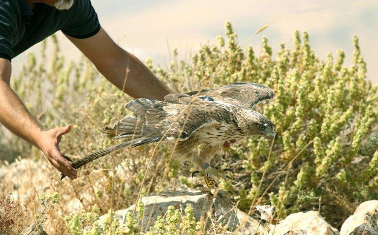  عام من الحرية: المُراقبَة بالأقمار الصناعية لطائر 
