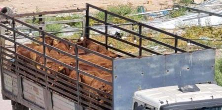  الضابطة الجمركية تضبط أكثر من 100 عجل مهرب من إسرائيل في جنين