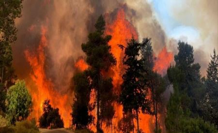 مستعمرون يحرقون 15 دونما في سبسطية شمال غرب نابلس 