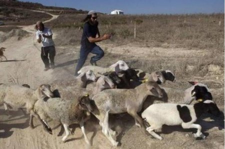 إصابة 3 مواطنين في اعتداءات للمستوطنين شمال غرب أريحا